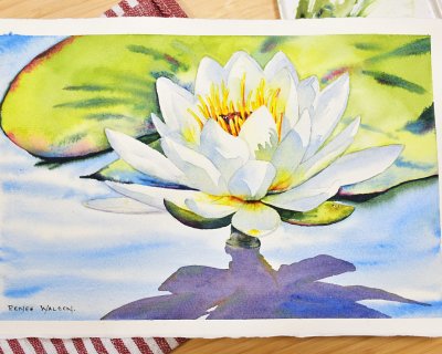 White waterlily