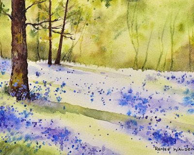 Bluebell forest