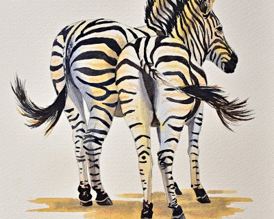 Zebras