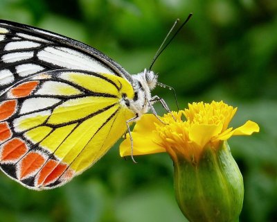 A butterfly on a marigold