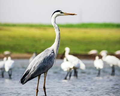 Grey Heron