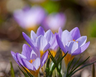 Crocuses