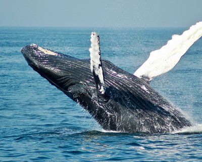 Whale breaching