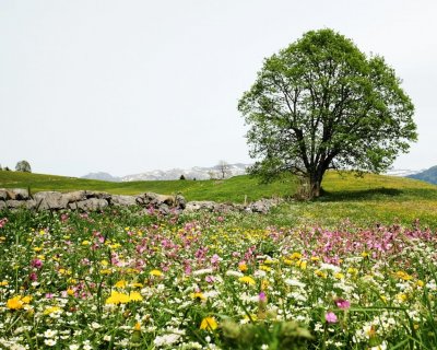 Spring meadow