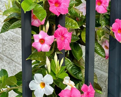 Pink tropical flowers