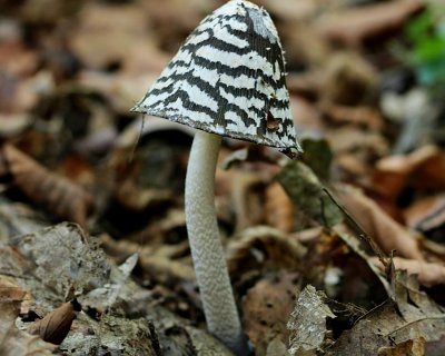 Inkcap mushroom