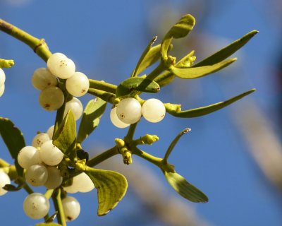 Mistletoe