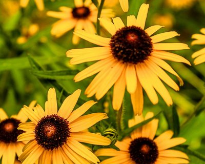 Black-eyed susans