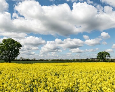 Yellow rapeseed field
