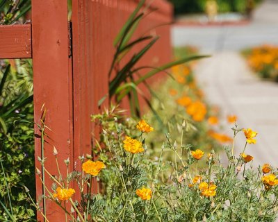 Fence with california poppies
