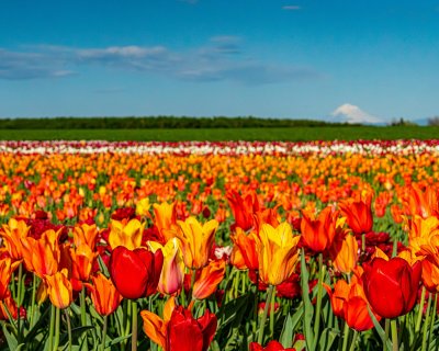 Tulip field