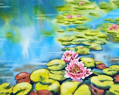 Waterlily pond