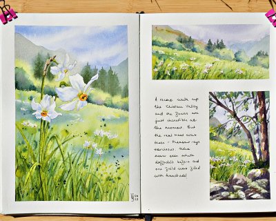 A field of white daffodils