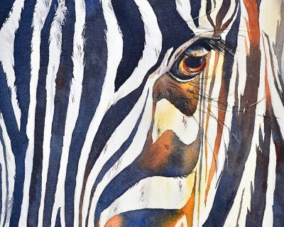 Zebra