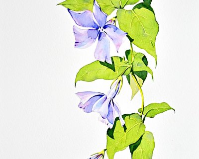 Botanical painting : periwinkles