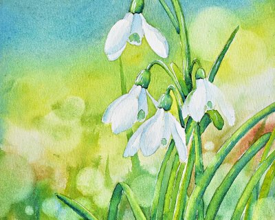 Snowdrops