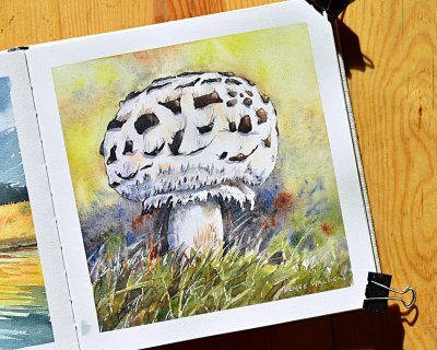 Parasol mushroom